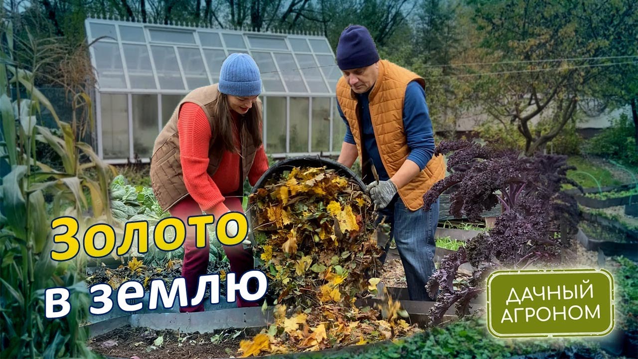 БЕСПЛАТНО Превращаем опавшие листья в удобрение