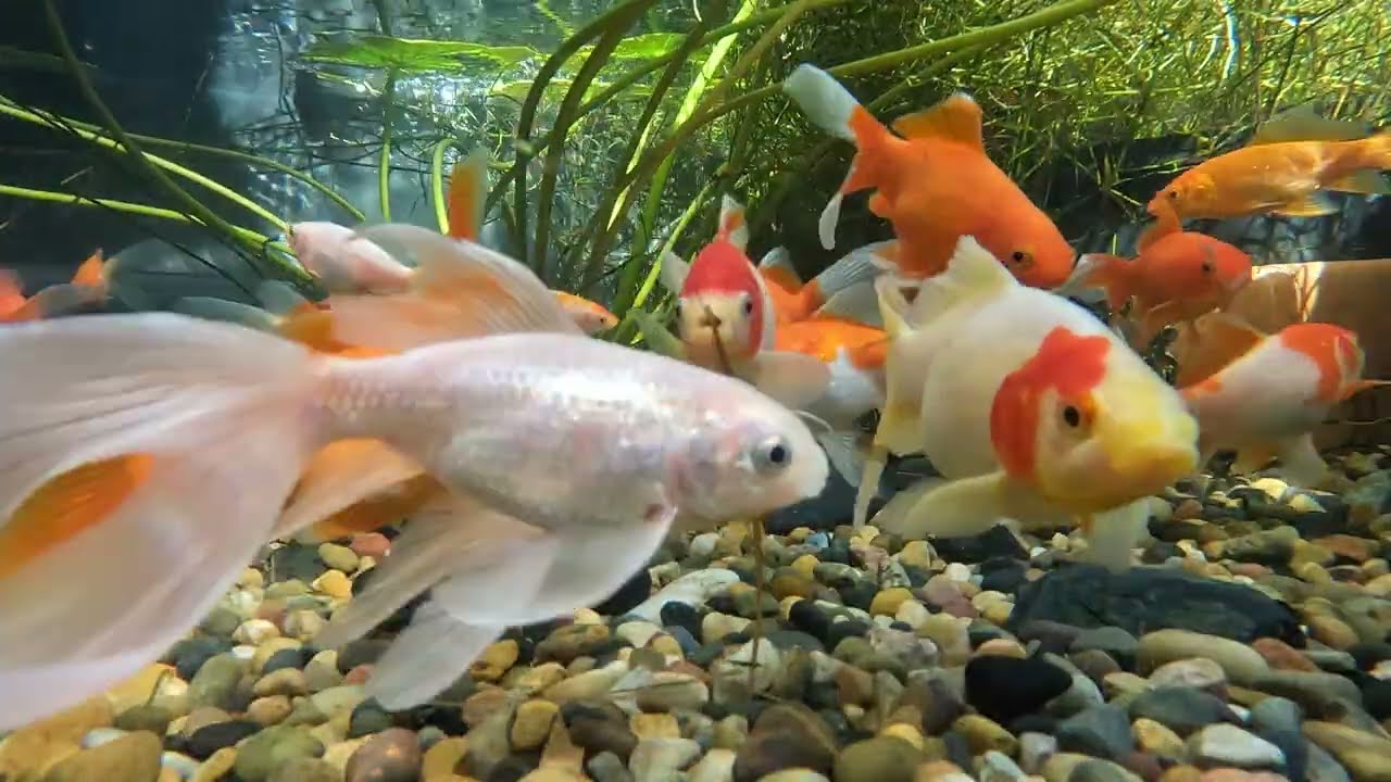 Pond Evolution 02March2026