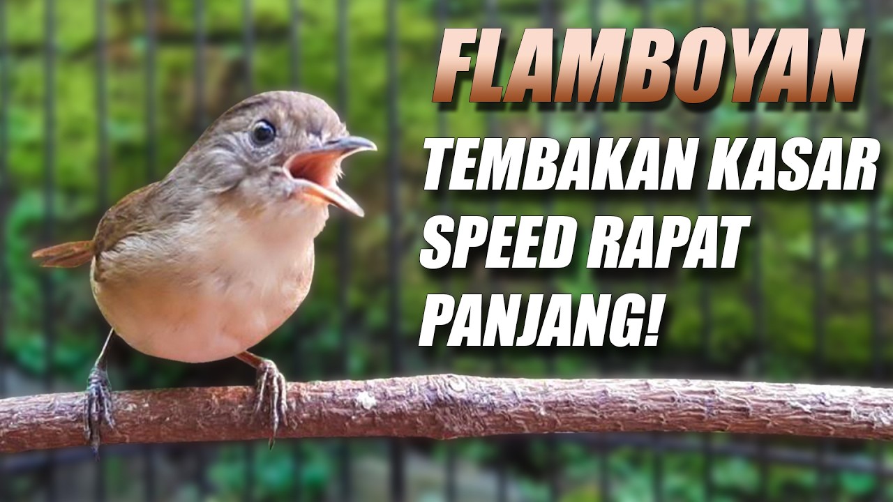 JUARANYA NEMBAK KASAR!! FLAMBOYAN GACOR FULL NGEBREN BESETAN NYERECET NGEROL PANJANG MEWAH KONSLET
