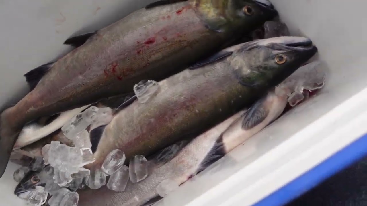 2022 Lake Wenatchee Sockeye