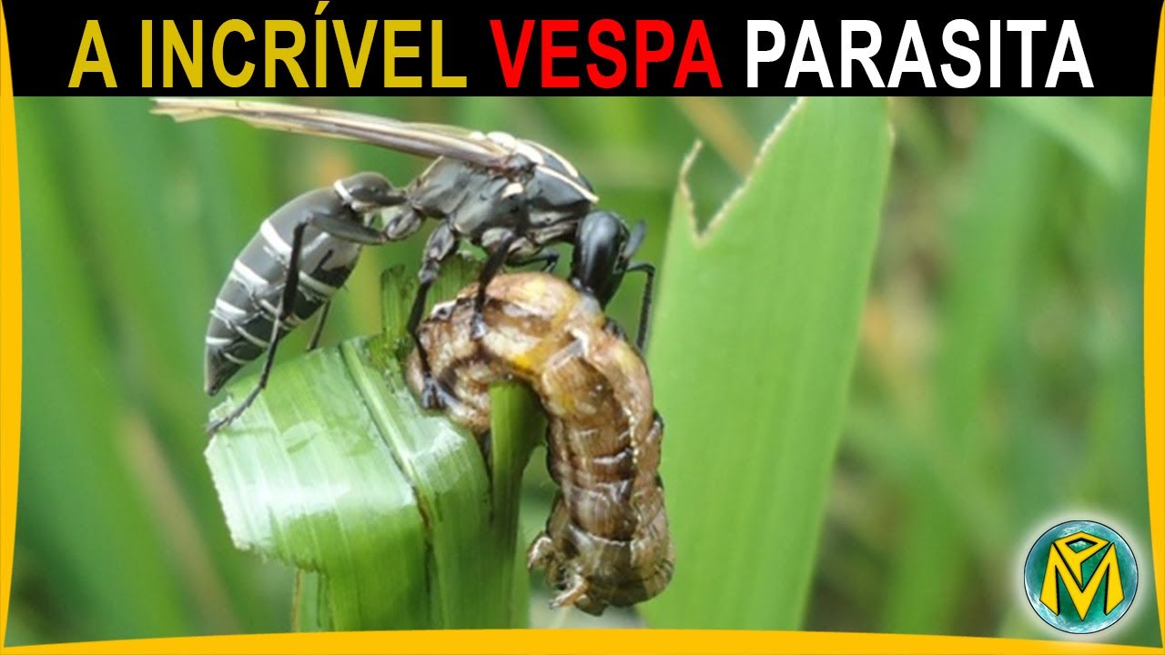 INCR&Iacute;VEL! Essa Vespa Coloca seus ovos Dentro de OUTRO INSETO!