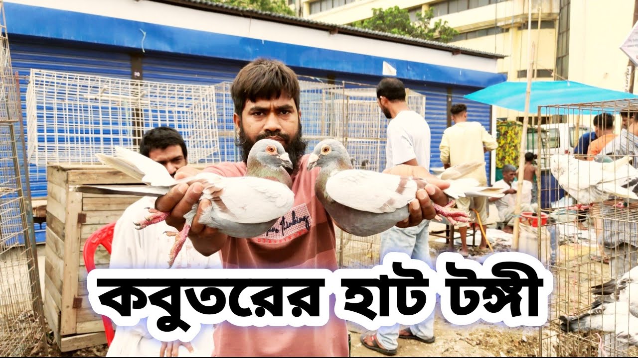 ঈদের আগে টঙ্গী কবুতরের হাট । কবুতরের দাম জানুন 2024