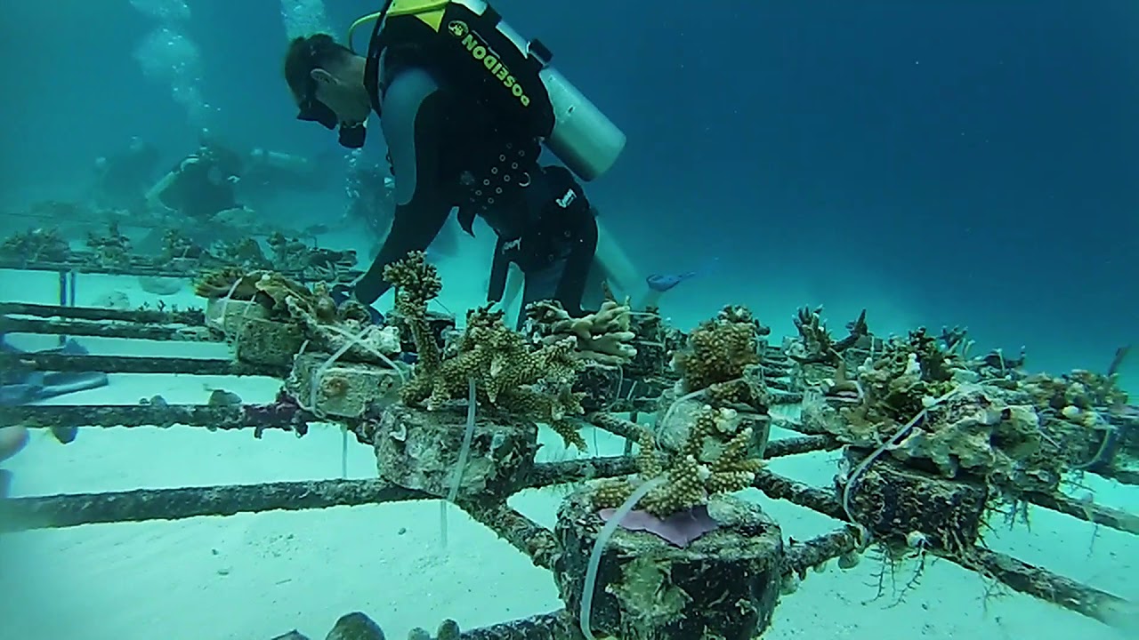 Coral Doctors - Coral Garden Project