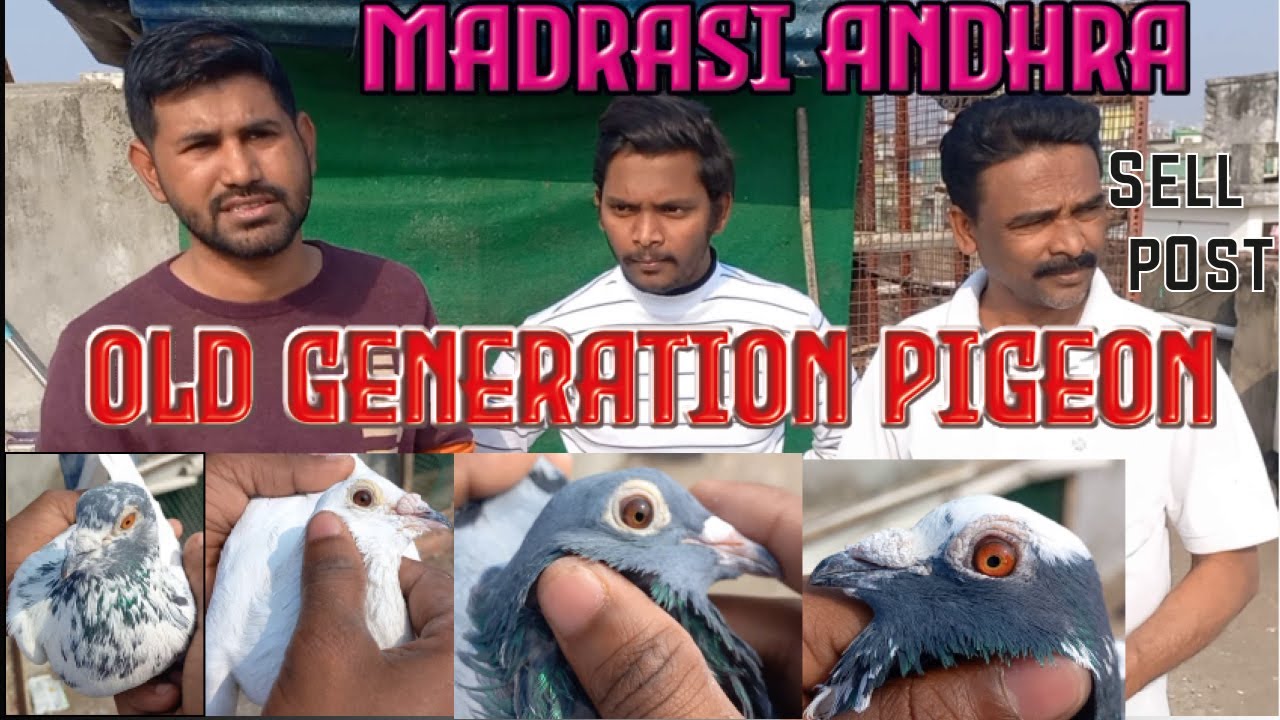 Madrasi Andhra Old Generation Pigeon | Ft Mr Imroz, Monu | Sell Post videos #andhrapigron