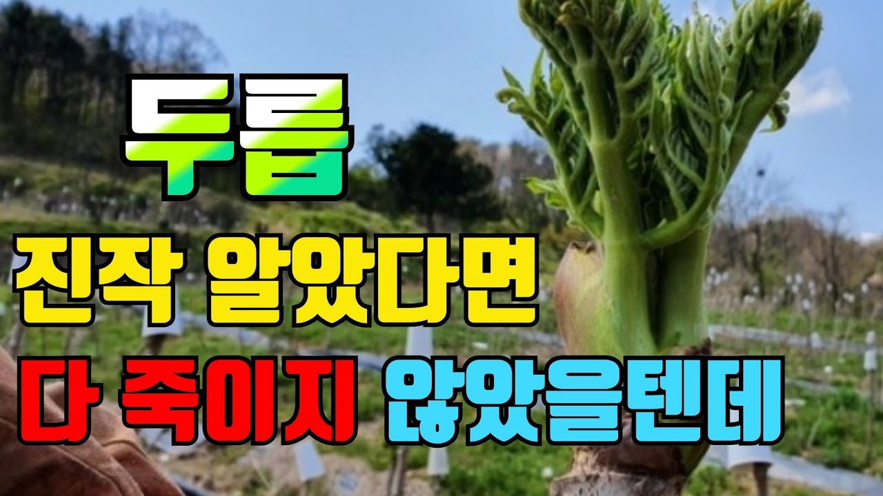 아무도 알려주지 않는 참두릅 재배방법.  두릅 망하지 않으려면 지금 이때 해야할 일.