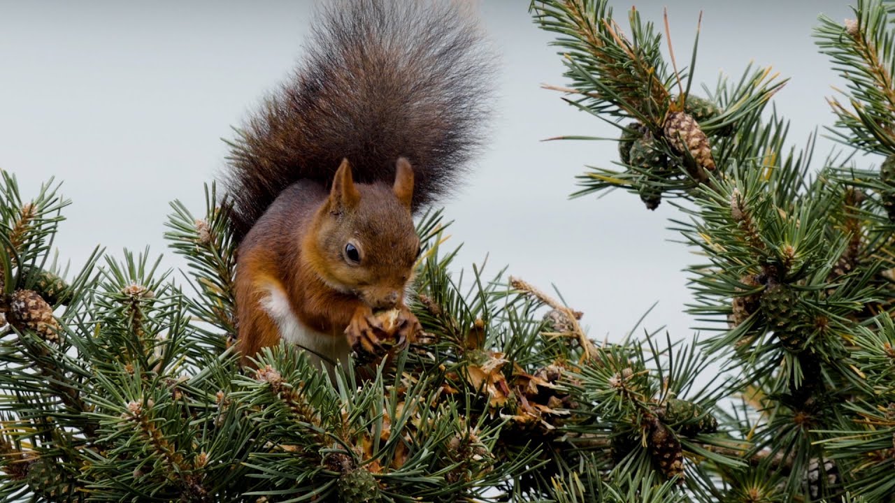 La différence entre "hibernation" et "hivernation" ?