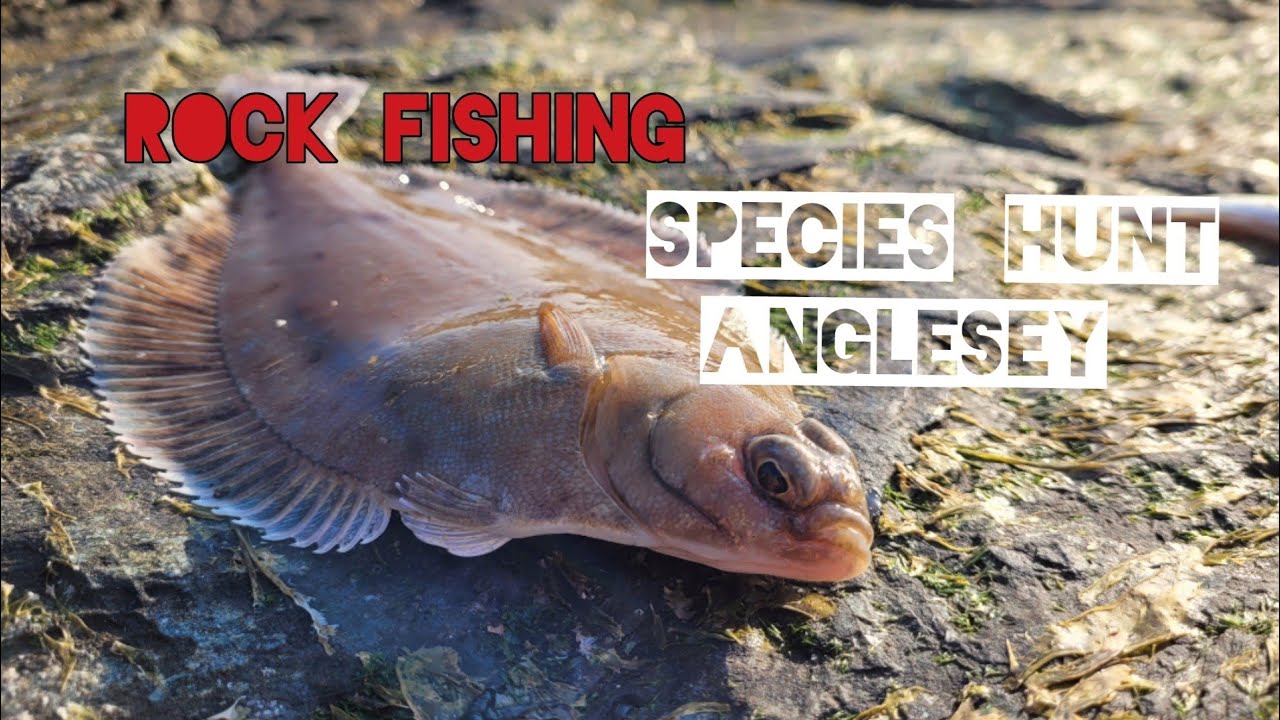 Rock fishing - Mixed fishing Anglesey with @Masterfisherman