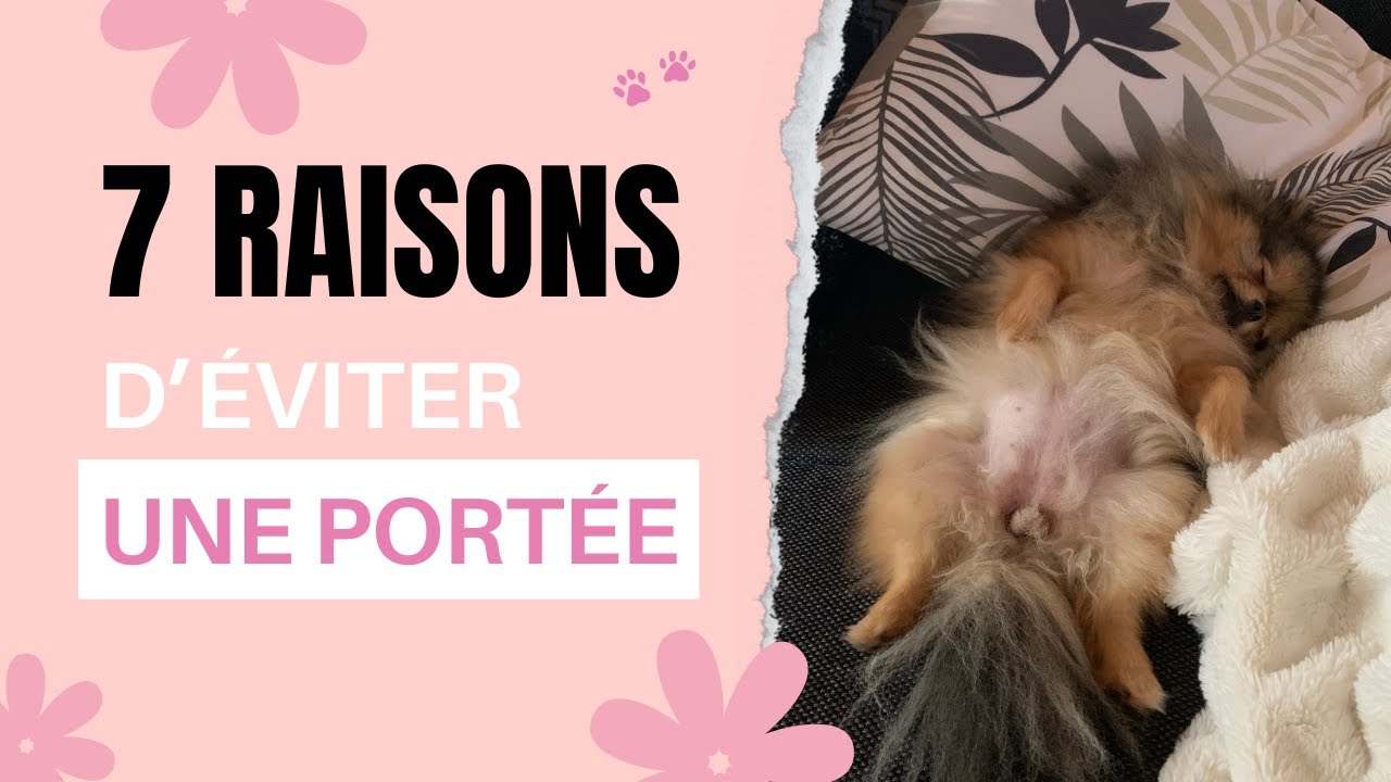 🐶 Est-ce dangereux de faire une portée avec une Spitz Naine ?  : 100% #POMERANIAN #louloudepomeranie