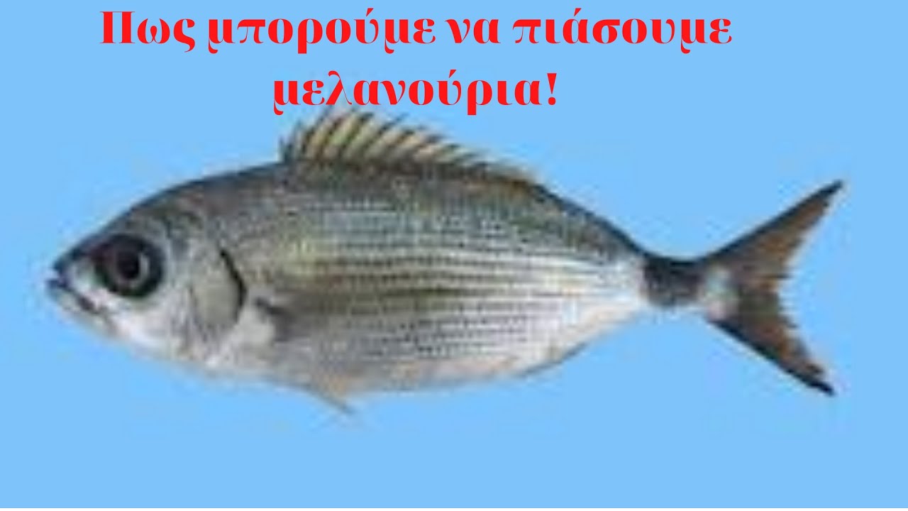 Πως μπορούμε να πιάσουμε μελανούρια εύκολα;