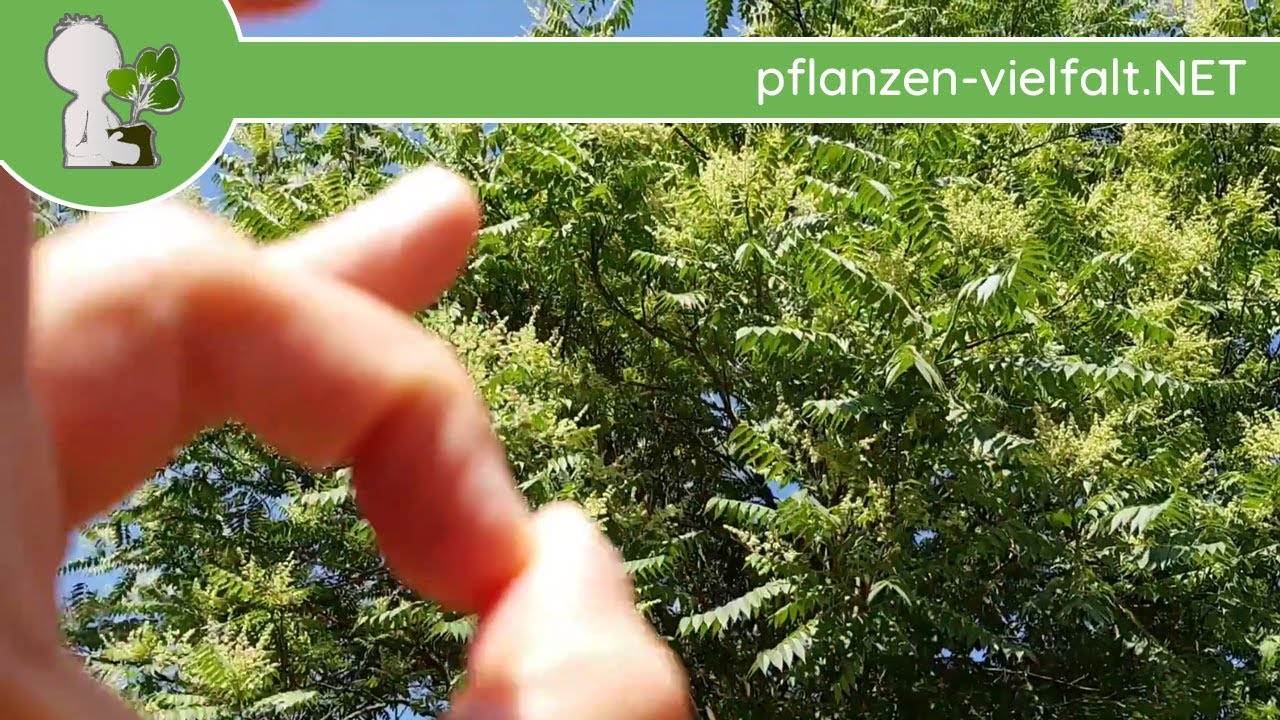 G&ouml;tterbaum - Bl&uuml;te/Bl&uuml;ten - 03.06.18 (Ailanthus altissima) - B&auml;ume (Bl&uuml;ten) bestimmen