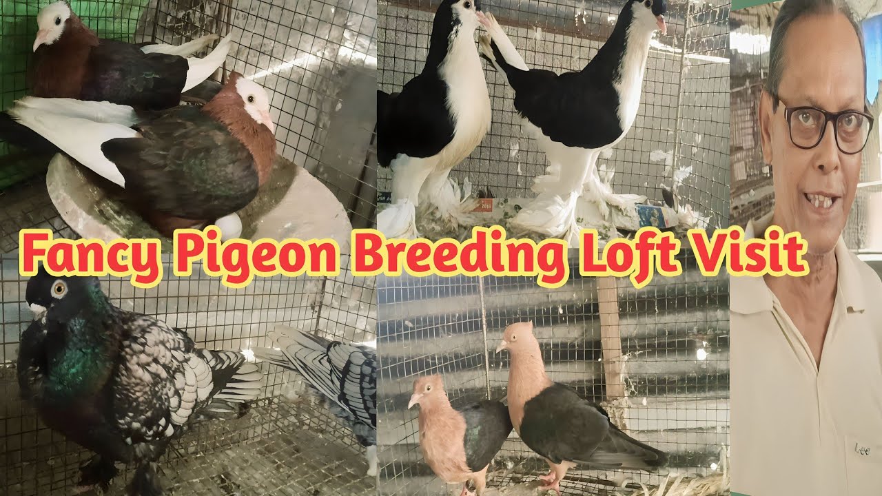 Village Fancy Pigeon Breeding Loft Visit From Dilip Uncle | Kabootar Breeding Loft Visit
