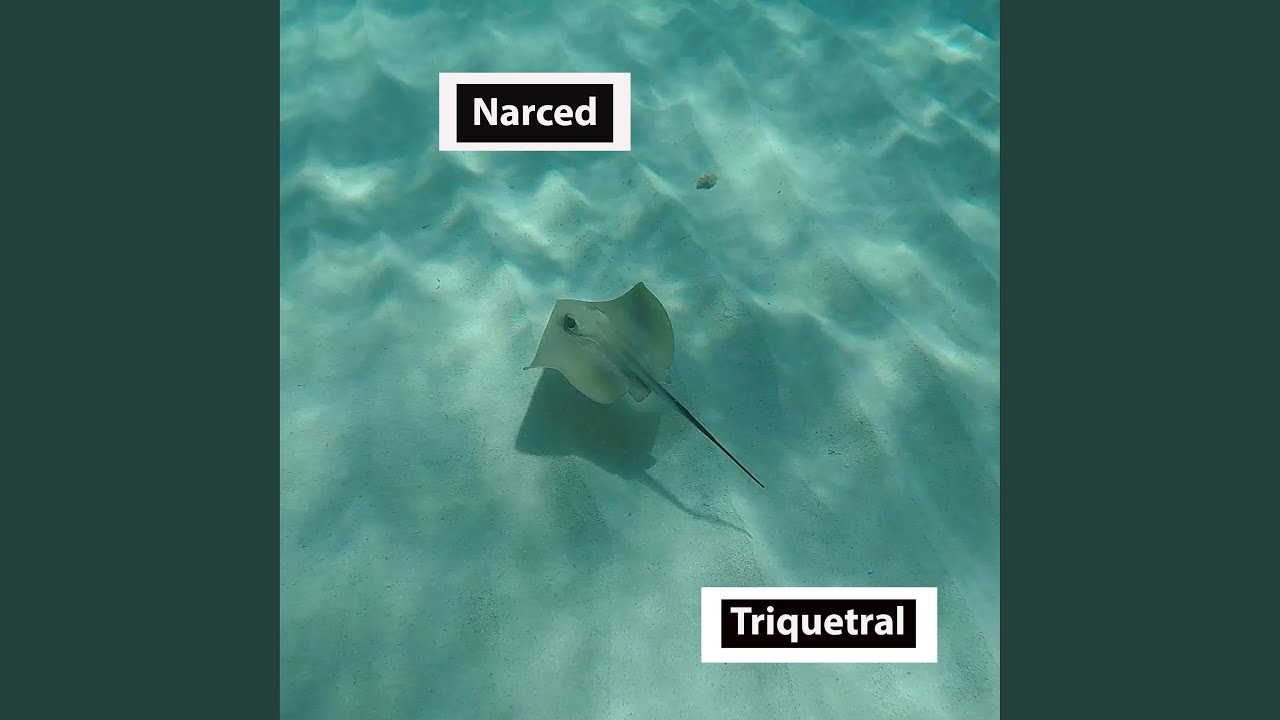 Narced