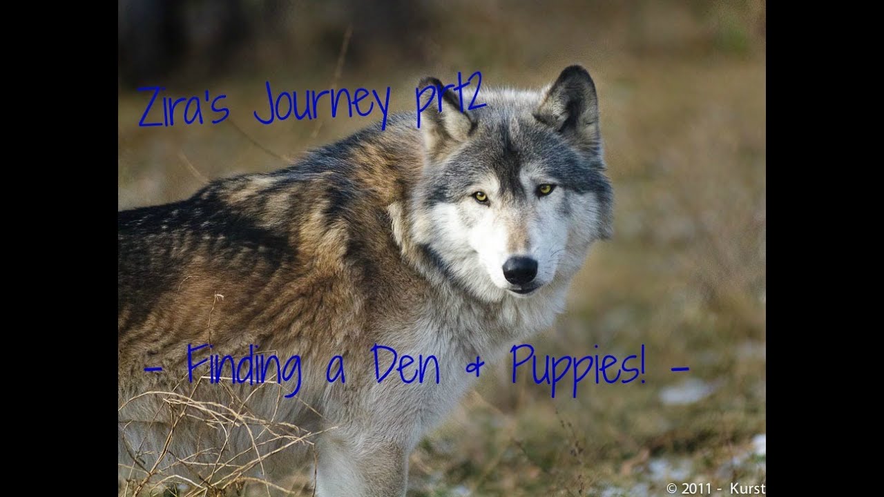 WolfQuest ~Gameplay~ Zira's Journey prt2 -Finiding a Den & Puppies!-