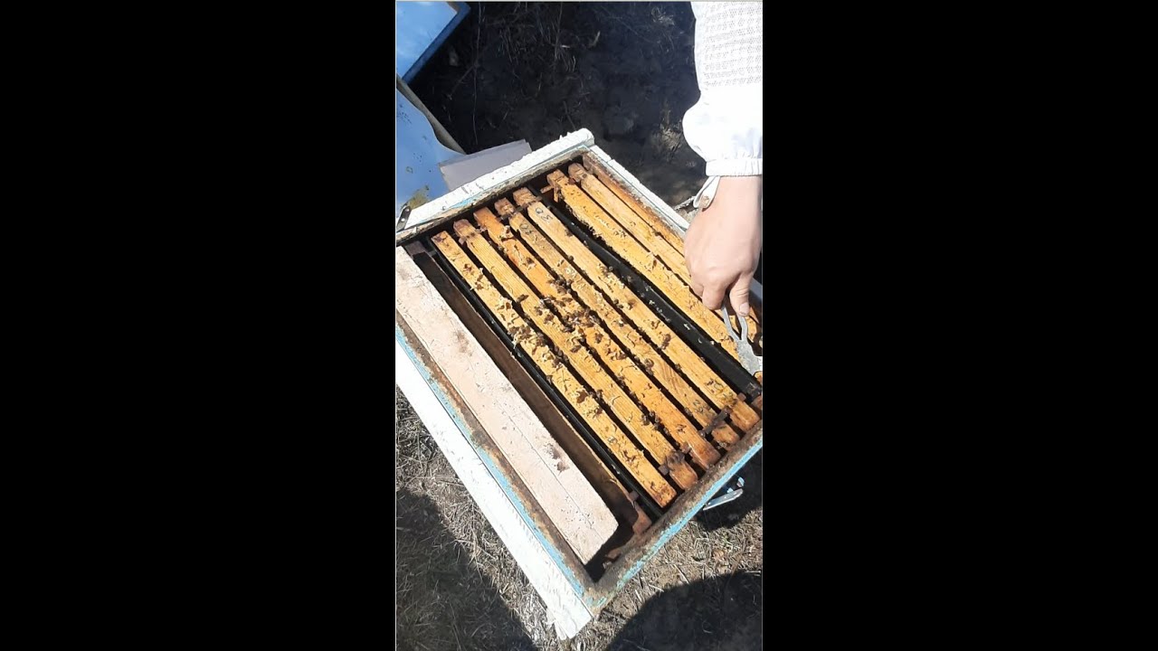 Menaxhimi pranveror i kolonise se bletes || Honey bee colony spring management