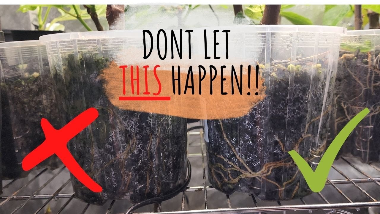 These root signs mean your fig cuttings are DYING
