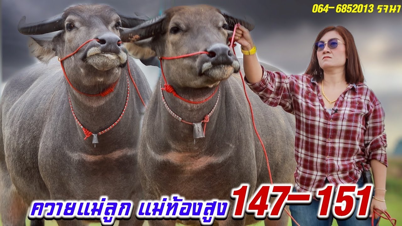ควายแม่ลูกแม่ท้องสูง147-151น่าเลี้ยง064-6852013รจนา บ.นาคอกควาย อ.เมือง จ.กาฬสินธุ์