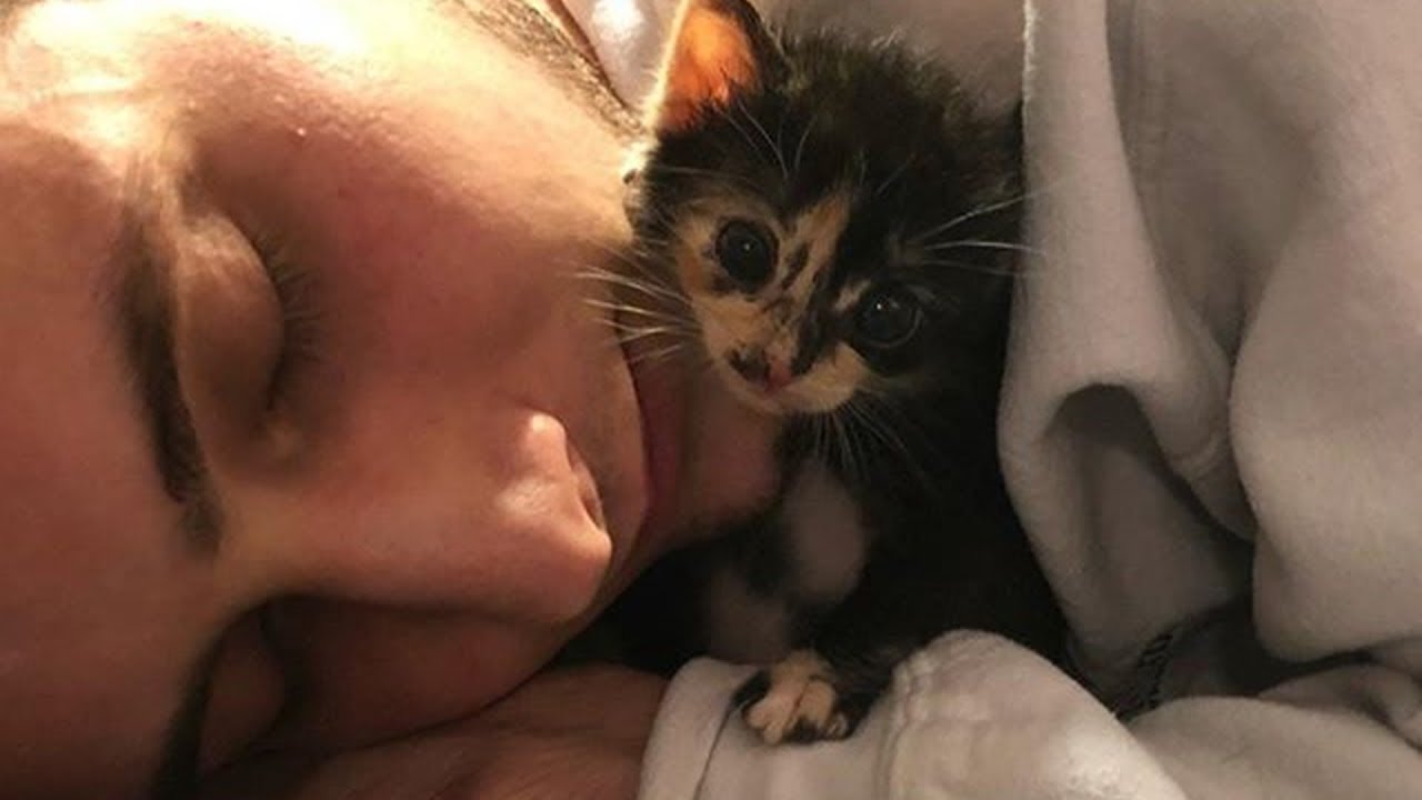 Rescue Tiny Kitten Lost All Her Family Growing Up Alone But So Sweet and Adorable