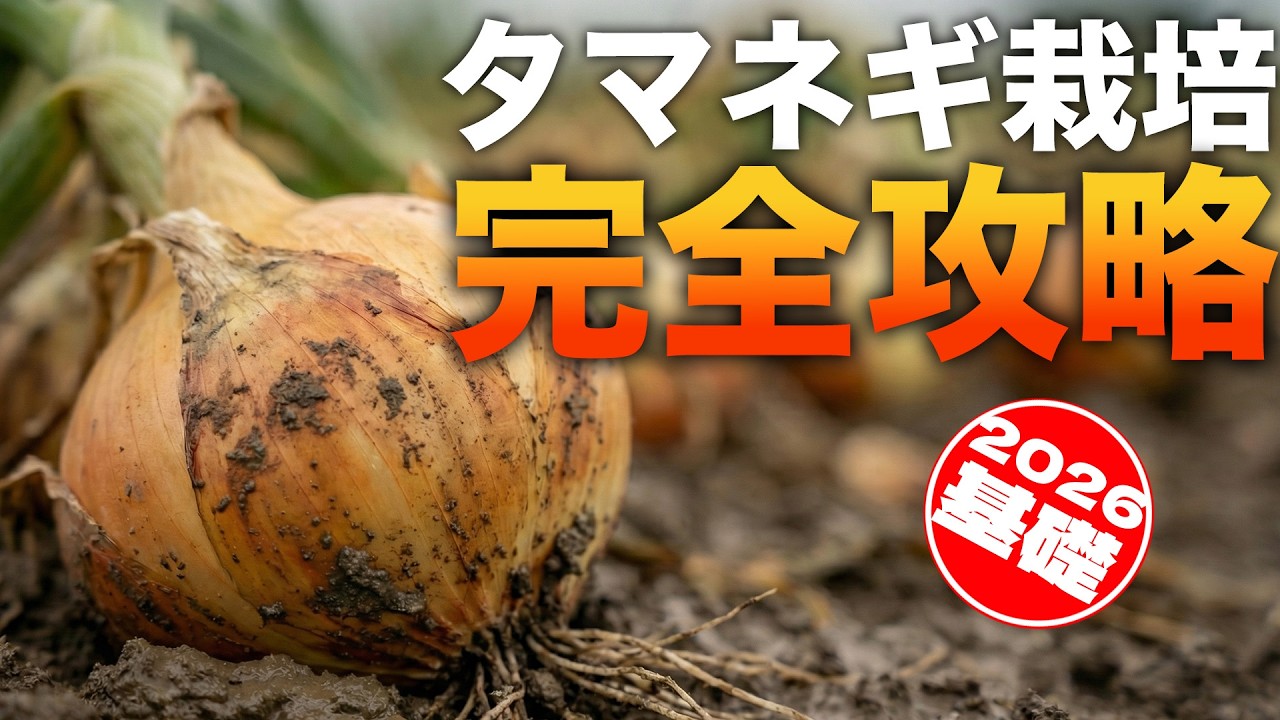 【図解】タマネギ栽培総まとめ【早生〜中晩生】育てるなら知っておきたい※進んだ基礎・植物生理