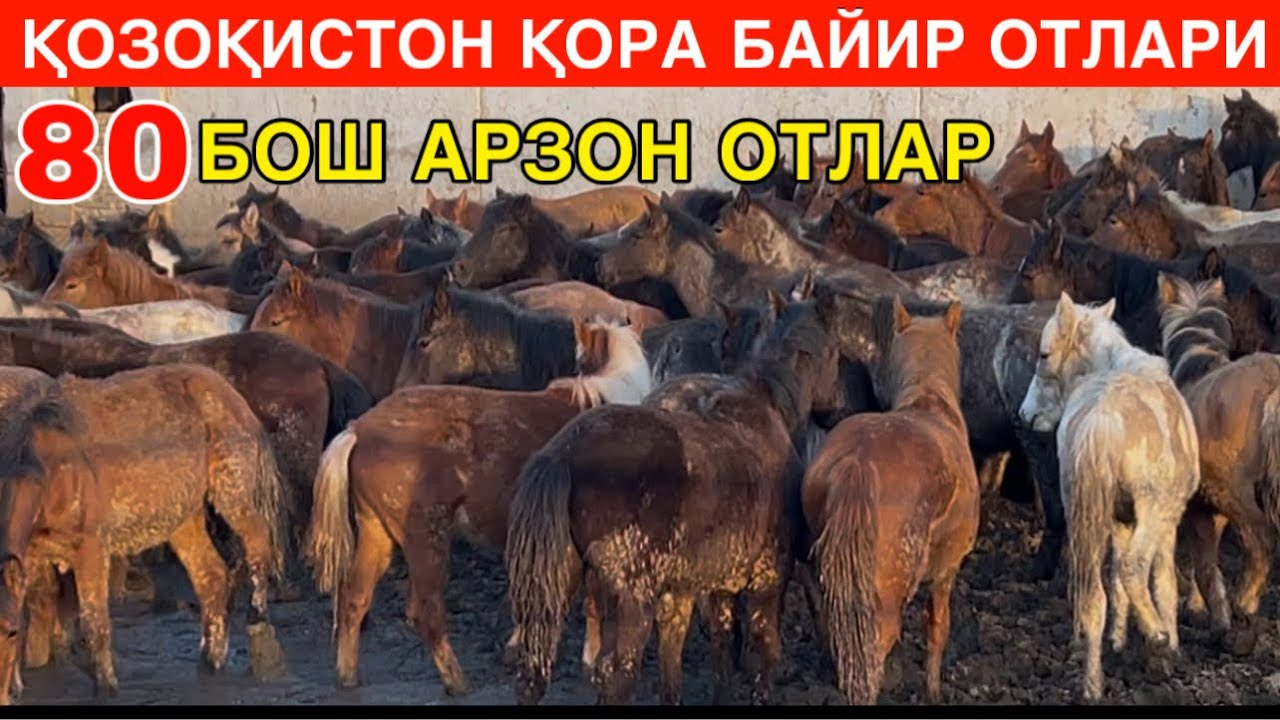АРЗОНГА СОТИЛАДИ. ☎️+998884990303