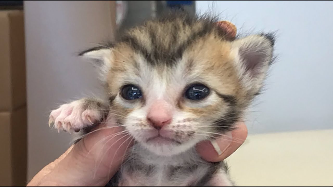 Baby Kittens Just Rescued From The Animal Shelter
