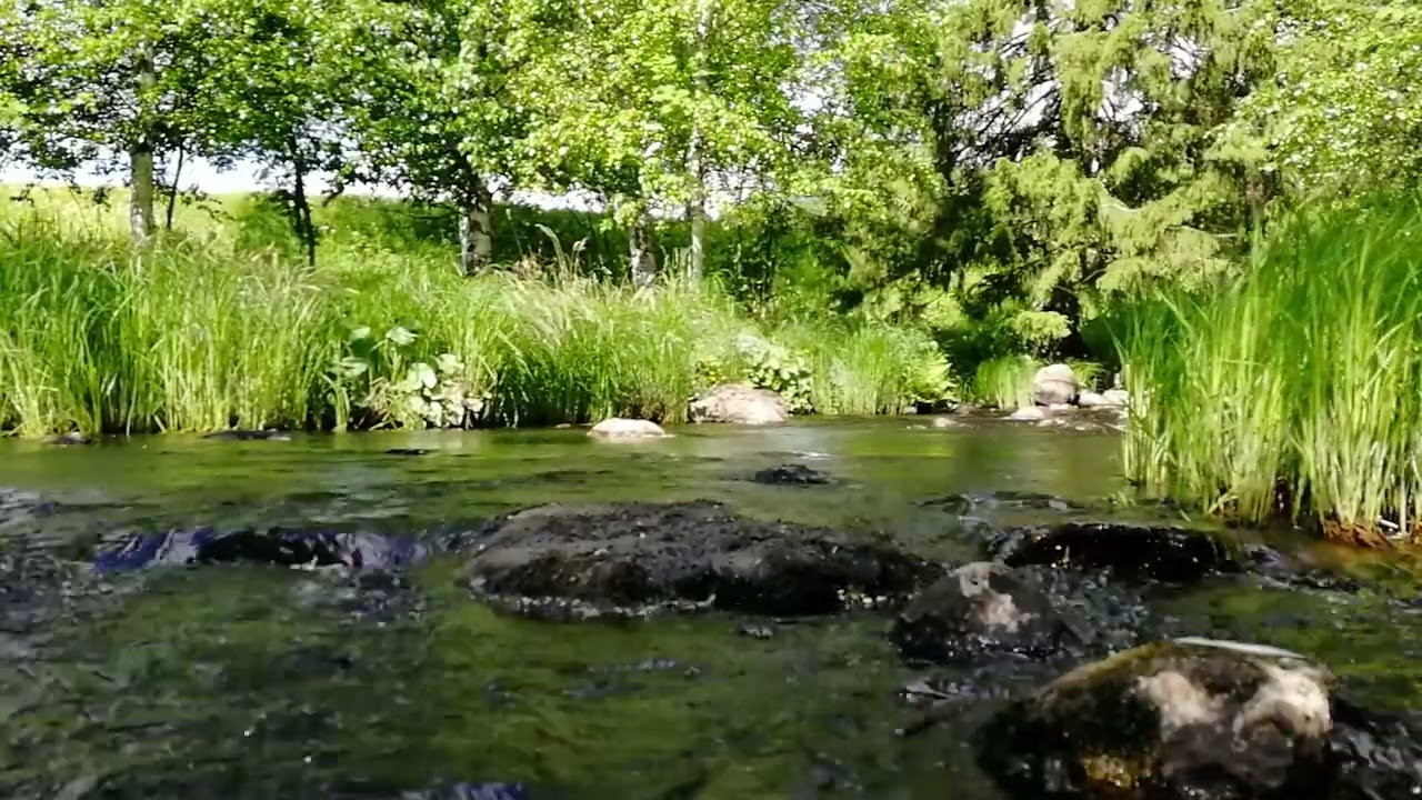 Lugnande Somrig Bäck - Ljudet av Rinnande Vatten i en Naturskön Lövskog