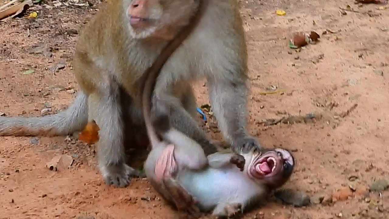 Unique Monkey Shiloh