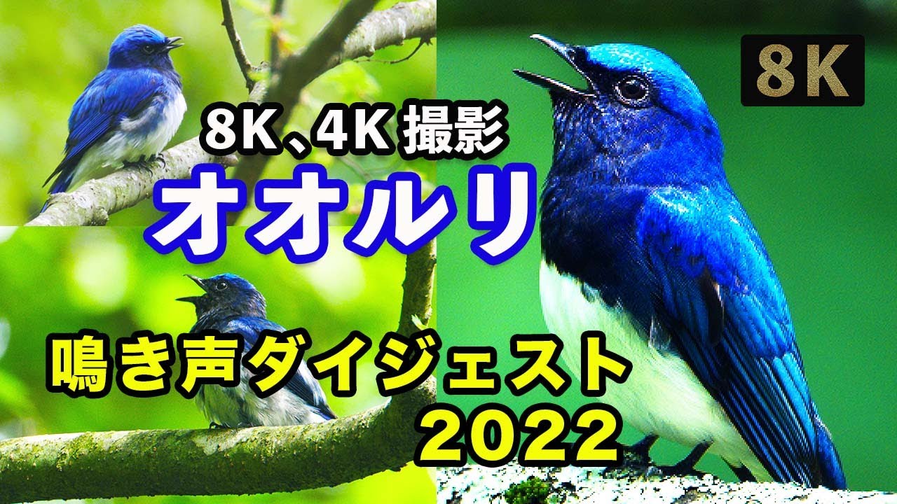 【オオルリ 鳴き声】「Blue-and-White Flycatcher」さえずり。ダイジェスト（2022、21年総括）。Nikon Z9、Z6ⅱも使用し野鳥撮影・野鳥観察、8k映像、4k映像