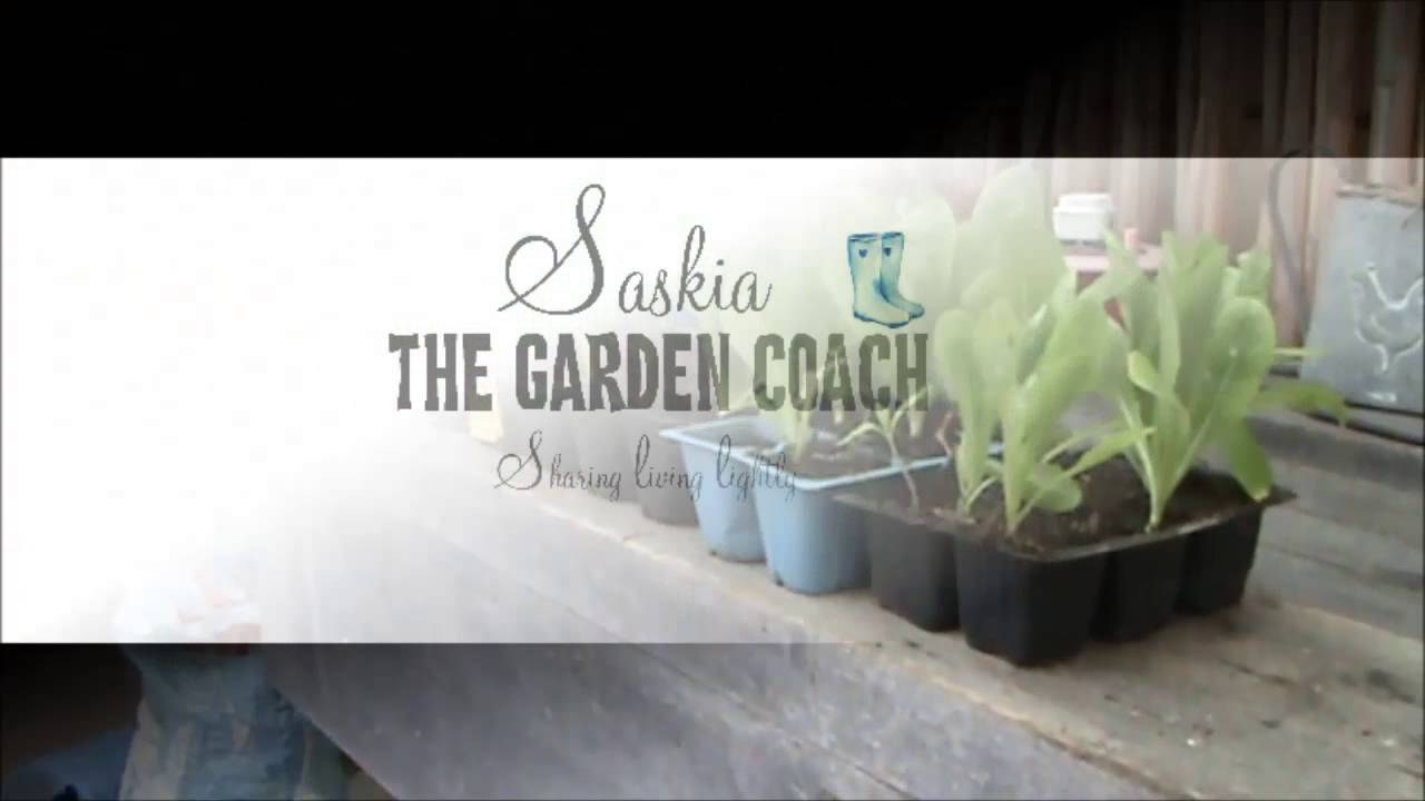 Serious Lettuce Ad for Garden Coach