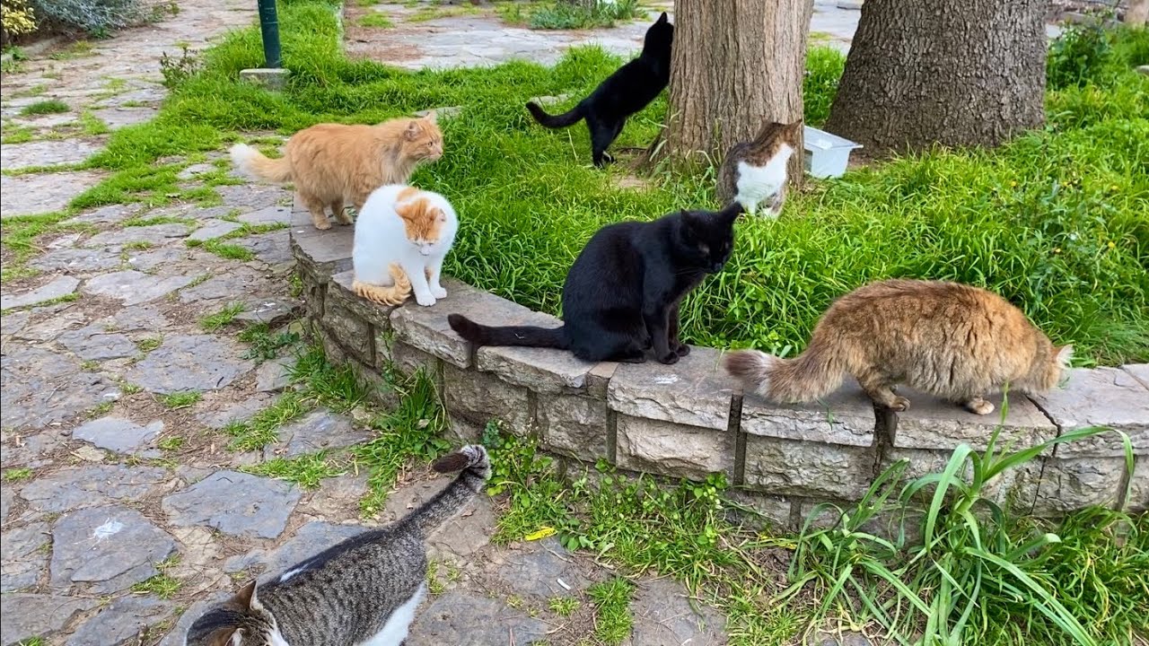 Hundreds of Beautiful Cats live in this Park in Istanbul. I gave them food. 😍