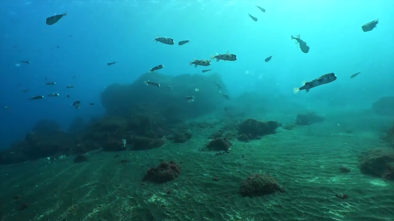 本日の海（2026 03 08）野田浜・王の浜　伊豆大島シーサウンド