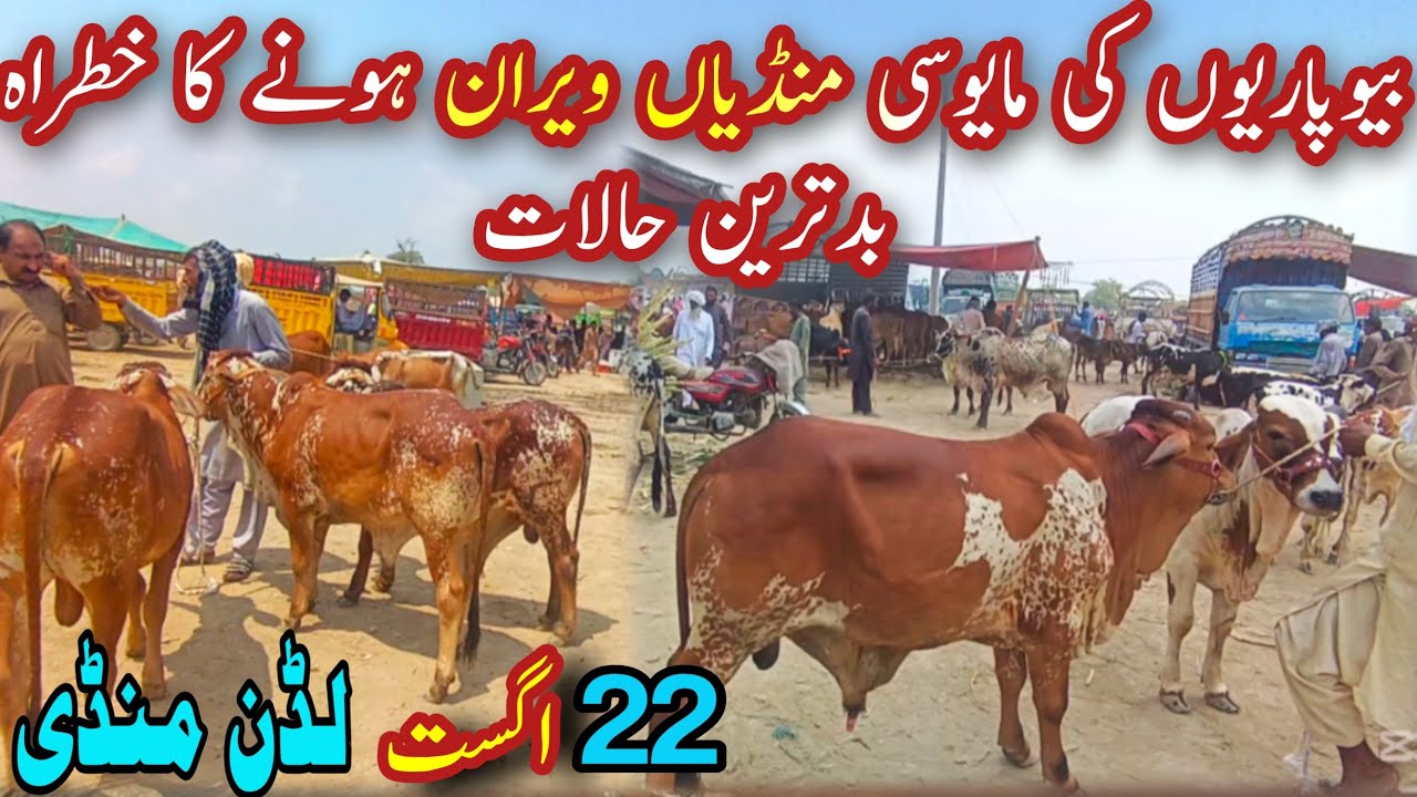 LUDDAN CATTLE MARKET CRUSH || Purchasing Stop || Sahiwal Cholistani Bachra Farming In Pakistan