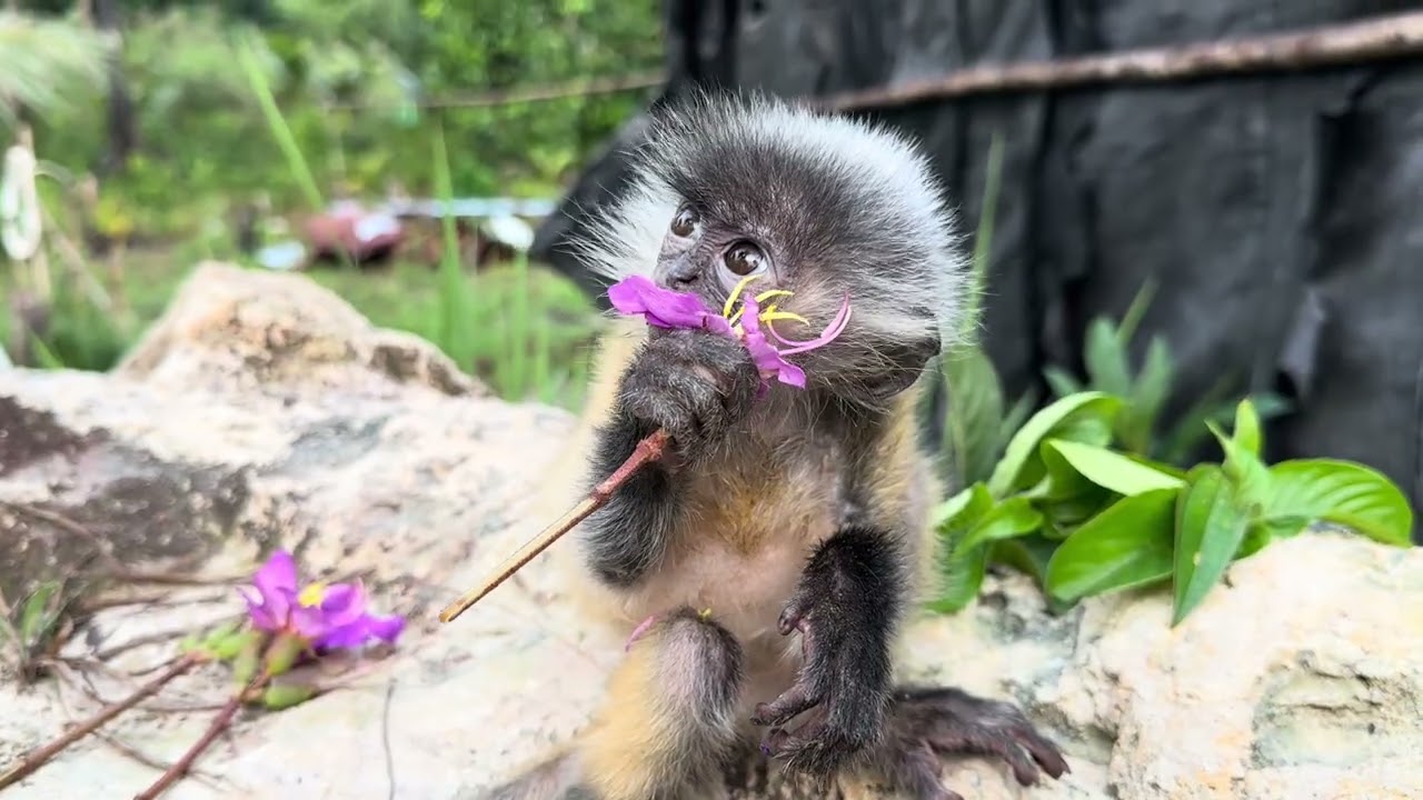 Adorable Baby Monkey Eating Pink Flower 🌸🐒
