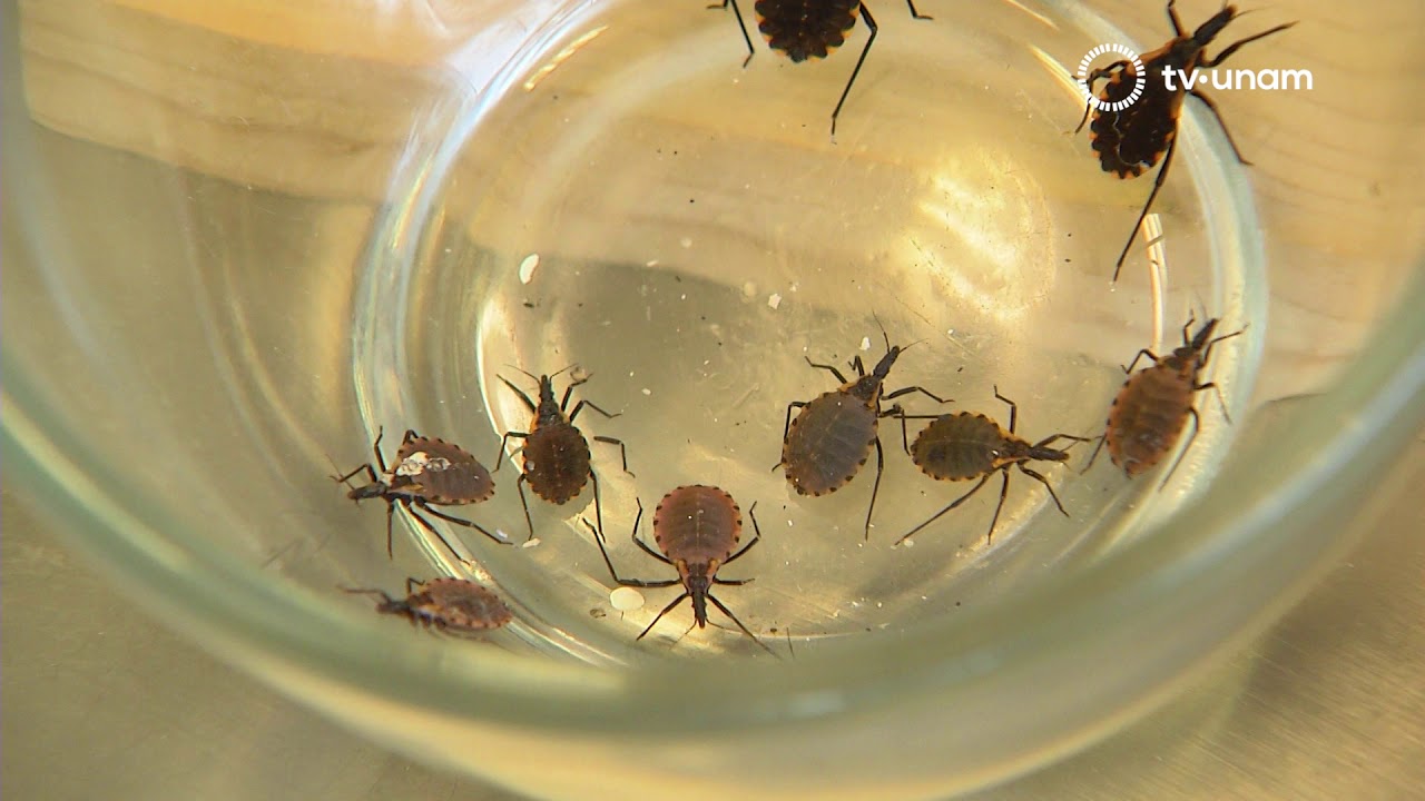 MAL DE CHAGAS, CHINCHE BESUCONA