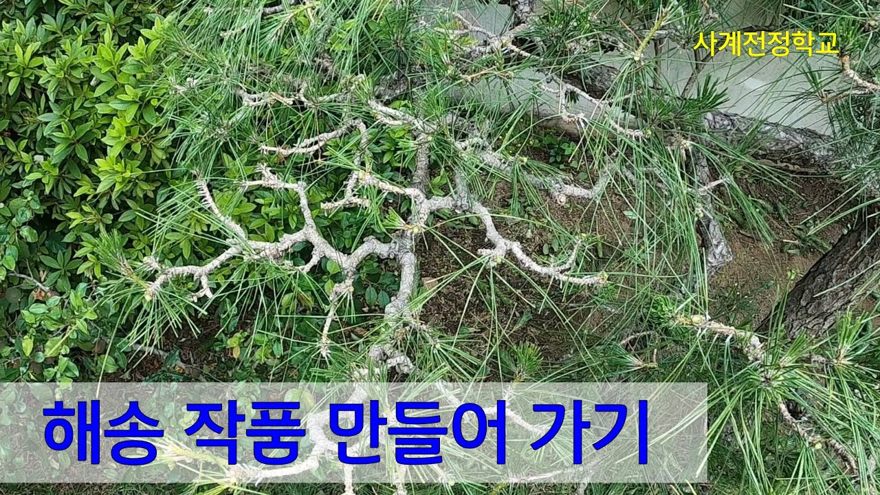 해송 작품 만들어 가기  #245사계전정학교