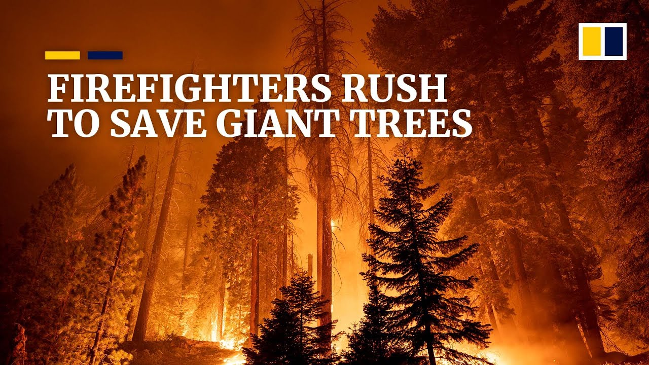 California’s giant sequoia trees in the path of danger as wildfires spread
