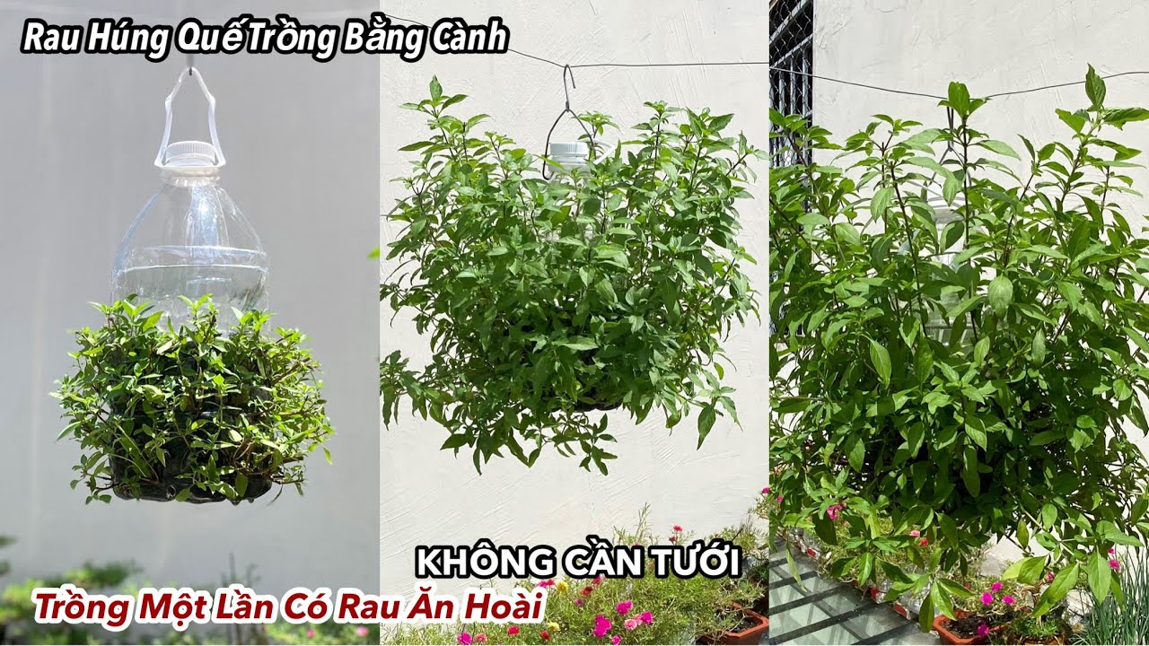 Sáng Tạo Trồng Rau Húng Quế Bằng Cành Không Cần Tưới | Trồng Một Lần Có Rau Ăn Hoài