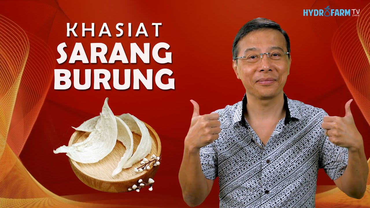 KHASIAT SARANG BURUNG YANG MENARIK
