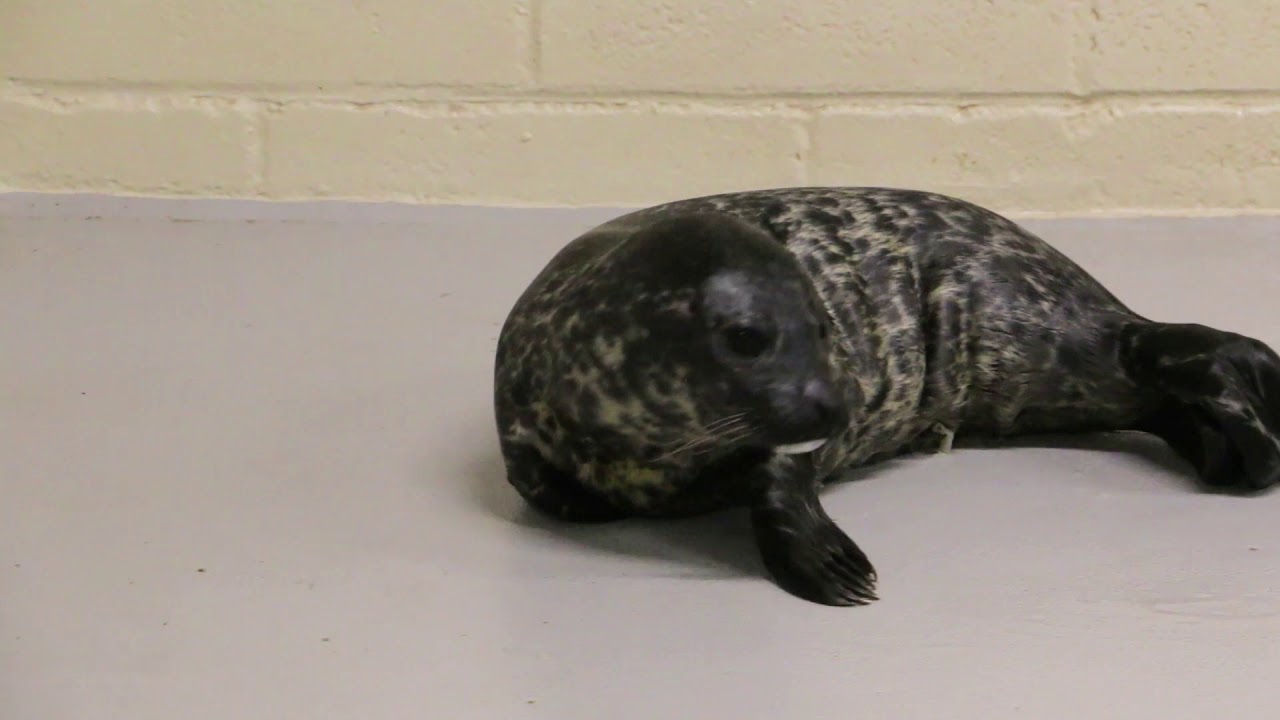 Harbor Seal Pup Born at Blank Park Zoo