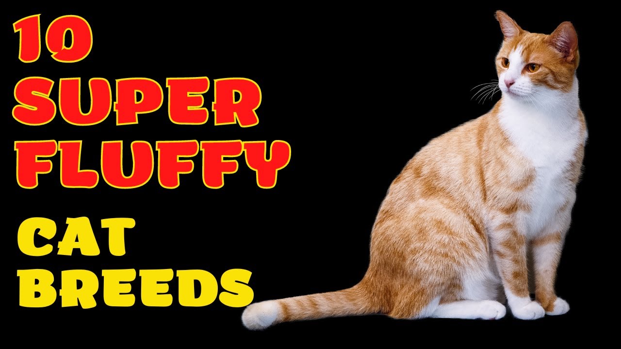 10 Super Fluffy Cat Breeds, You May Love To Cuddle