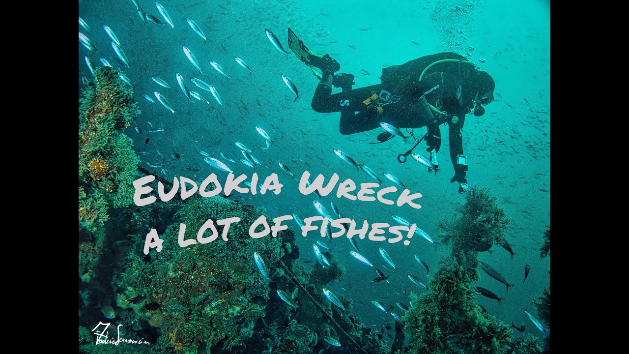 Eudokia wreck - a lot of fishes