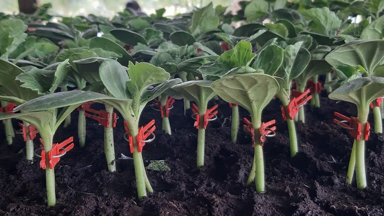 GRAFTING/SETEK SEMANGKA DAN LABU DI MULAI