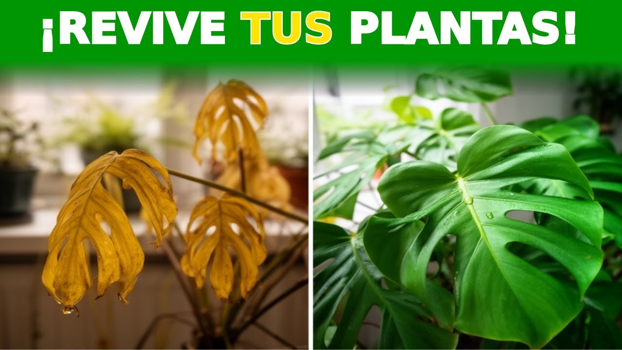¡Revive Tus Plantas! El SECRETO detrás de las hojas amarillas