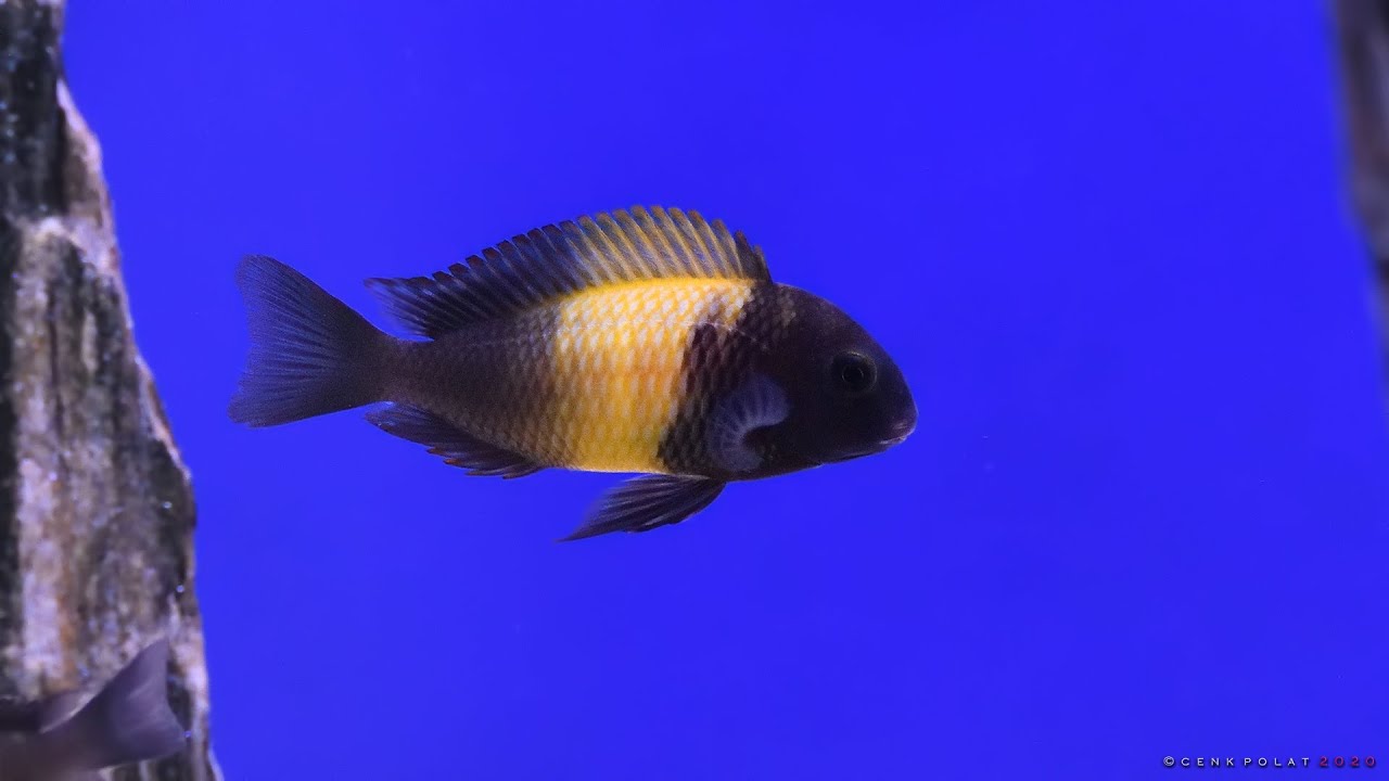Tropheus Black kriza tankımda dekoru değiştirdim &uuml;remeyi tetikledi
