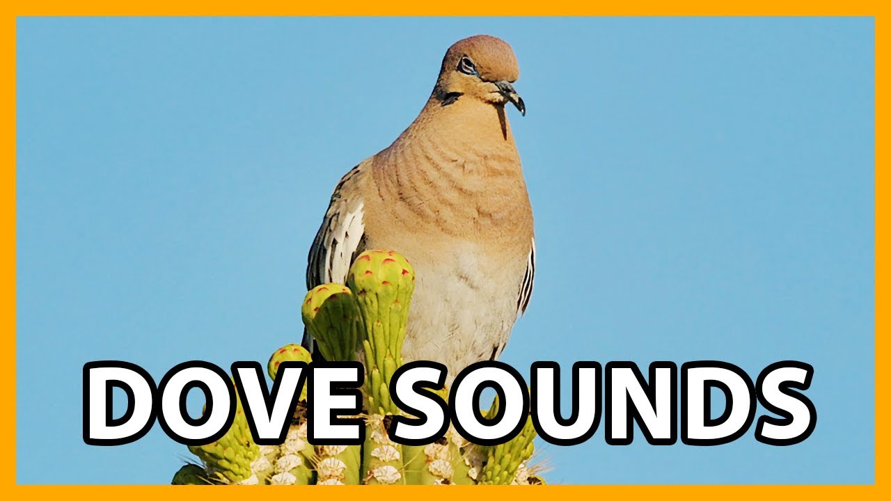 White-winged Dove Calls and Sounds
