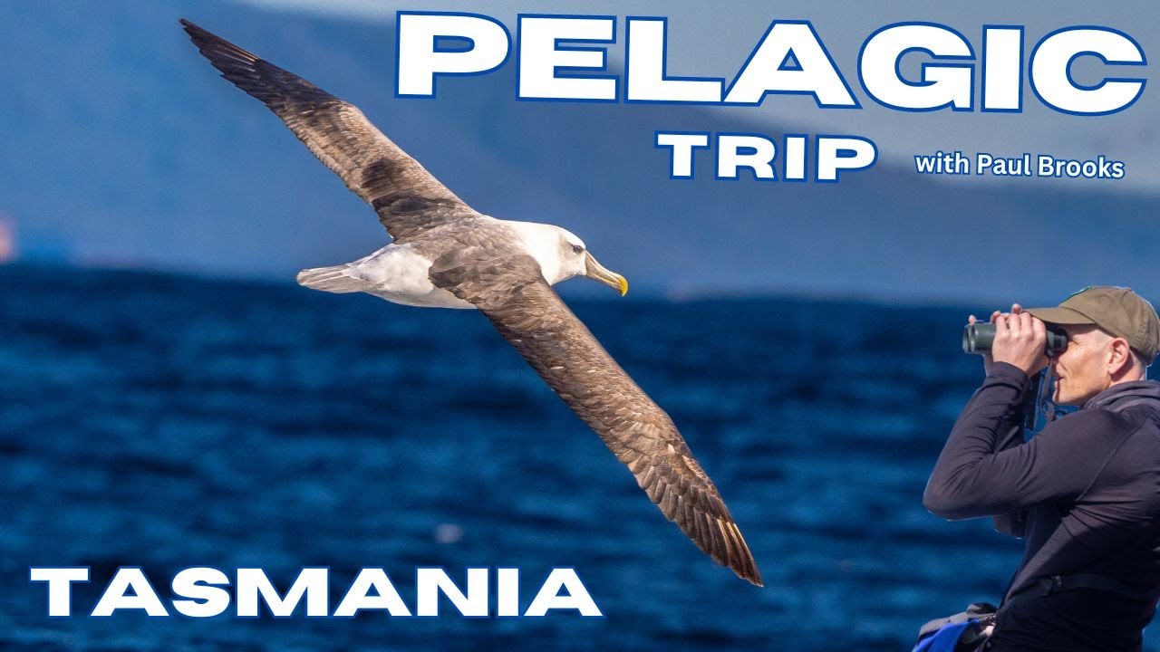 Pelagic Trip - Tasmania - Australia