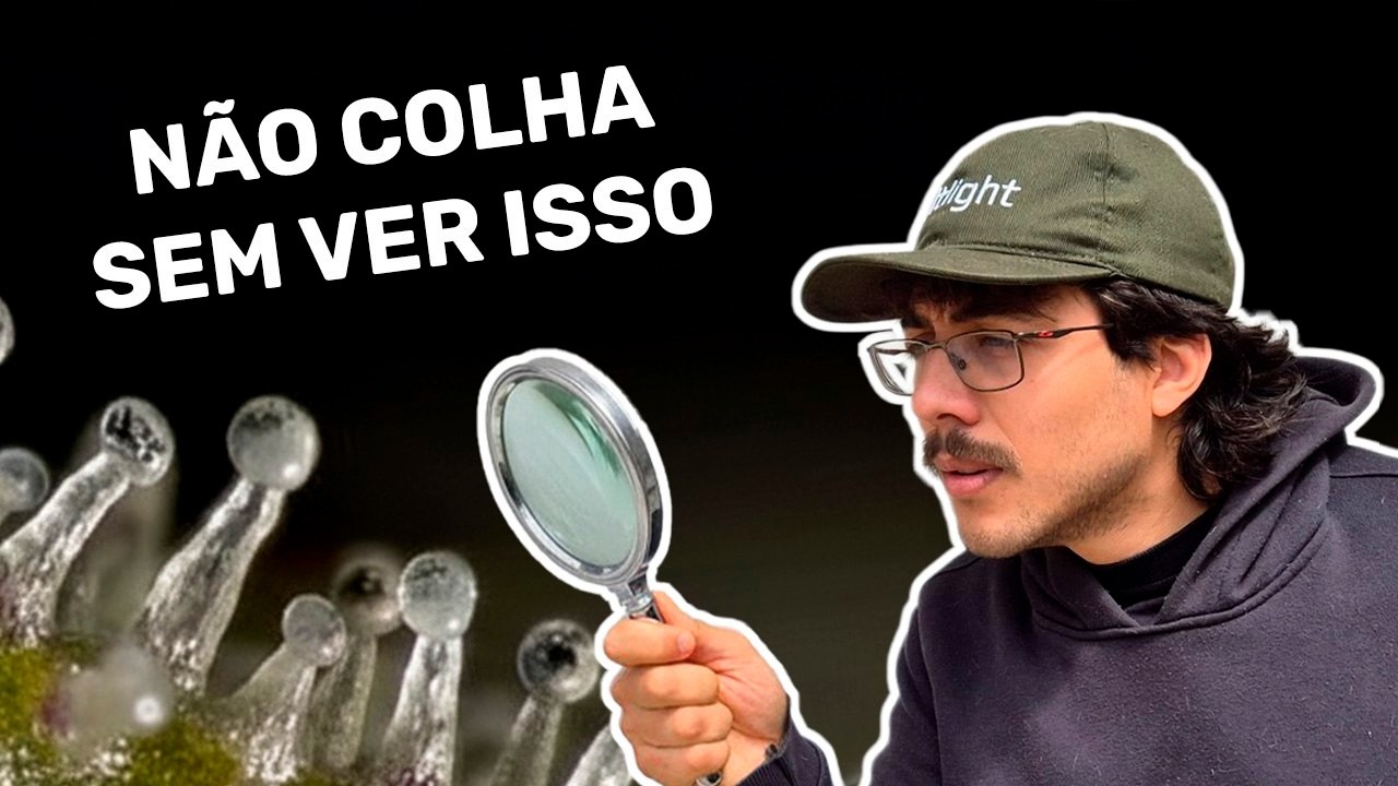 Tricomas: aprenda a identificar o ponto de colheita