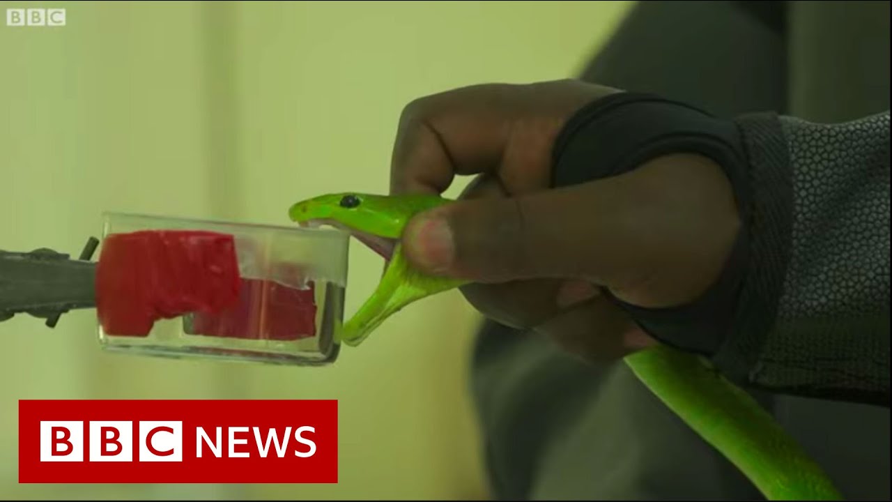 The teams tackling snakebites in Kenya - BBC News