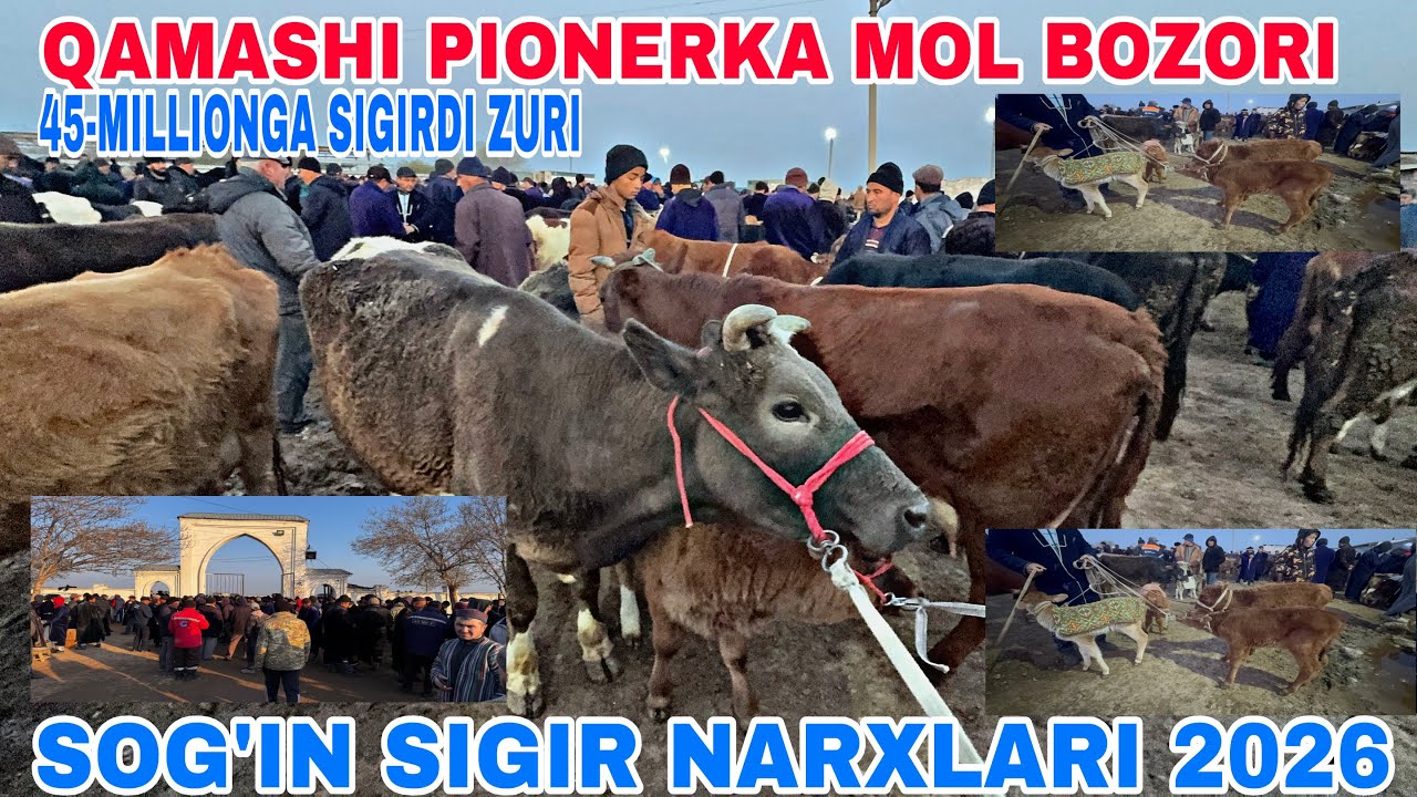 13-MART QAMASHI PIONERKA MOL BOZORIDAN SOG’IN SIGIR NARXLARI 2026