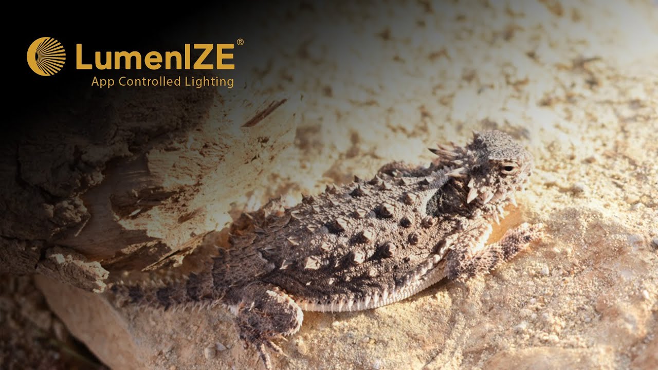 LumenIZE By Arcadia Reptile, My first impression and more!