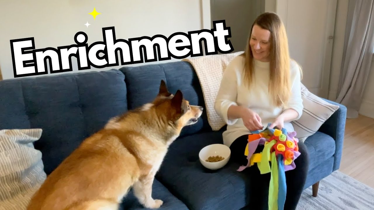 FAVOURITE Dog Enrichment Toys & How I Prepare Them